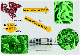 Graphical abstract: Distinctively complete inhibition of fibrillation of serum albumins by methotrexate in vitro: experimental and modelling studies to understand the tuning of protein misfolding-related aggregations