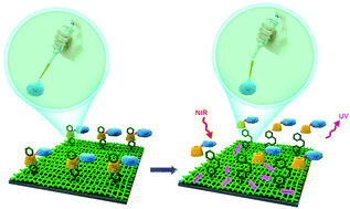 Graphical abstract: Pipette-like action of a reusable and NIR light-responsive film for the aspiration and removal of viable cancer cells