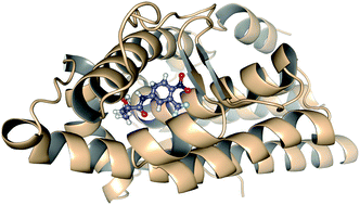 Graphical abstract: Interaction energies between two antiandrogenic and one androgenic agonist receptor in the presence of a T877A mutation in prostate cancer: a quantum chemistry analysis