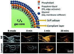 Graphical abstract: Contrast enhanced ultrasound imaging by nature-inspired ultrastable echogenic nanobubbles