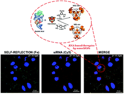 Graphical abstract: Biocompatible iron(iii) carboxylate metal–organic frameworks as promising RNA nanocarriers