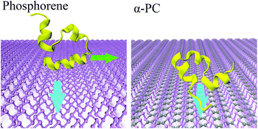 Graphical abstract: Anisotropic protein diffusion on nanosurface