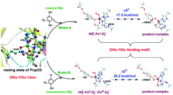 Graphical abstract: Mechanistic insights into ring cleavage of hydroquinone by PnpCD from quantum mechanical/molecular mechanical calculations