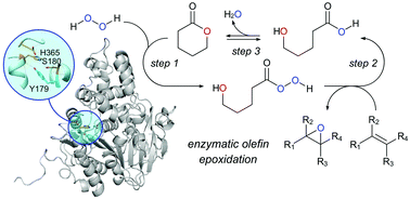 Graphical abstract: Tailoring chemoenzymatic oxidation via in situ peracids
