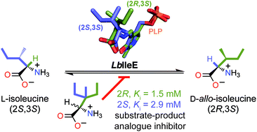 Graphical abstract: Substrate-product analogue inhibitors of isoleucine 2-epimerase from Lactobacillus buchneri by rational design