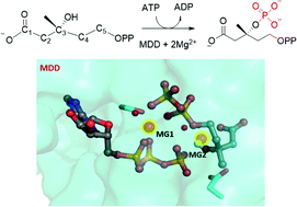 Graphical abstract: The phosphorylation mechanism of mevalonate diphosphate decarboxylase: a QM/MM study