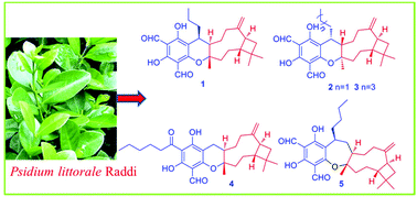 Graphical abstract: Littordials A–E, novel formyl-phloroglucinol-β-caryophyllene meroterpenoids from the leaves of Psidium littorale