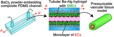 Graphical abstract: Formation of pressurizable hydrogel-based vascular tissue models by selective gelation in composite PDMS channels