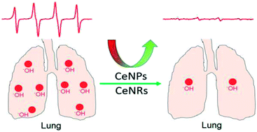 Graphical abstract: Antioxidant activity of cerium dioxide nanoparticles and nanorods in scavenging hydroxyl radicals