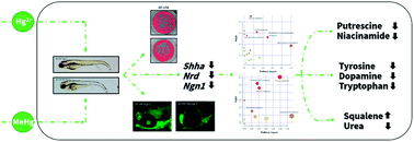 Graphical abstract: Comparative effects of mercury chloride and methylmercury exposure on early neurodevelopment in zebrafish larvae