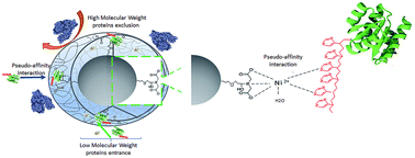 Graphical abstract: Bifunctional nickel–iminodiacetic acid-core–shell silica nanoparticles for the exclusion of high molecular weight proteins and purification of His-tagged recombinant proteins