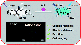 Graphical abstract: A highly specific and sensitive turn-on fluorescence probe for hypochlorite detection and its bioimaging applications