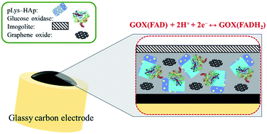 Graphical abstract: Enzyme immobilisation on poly-l-lysine-containing calcium phosphate particles for highly sensitive glucose detection