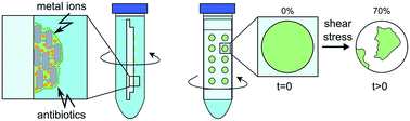 Graphical abstract: Importance of the biofilm matrix for the erosion stability of Bacillus subtilis NCIB 3610 biofilms