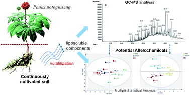Graphical abstract: GC-MS-based identification and statistical analysis of liposoluble components in the rhizosphere soils of Panax notoginseng
