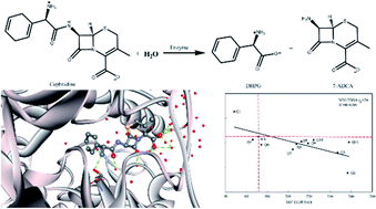 Graphical abstract: Using molecular dynamics simulations to evaluate active designs of cephradine hydrolase by molecular mechanics/Poisson–Boltzmann surface area and molecular mechanics/generalized Born surface area methods