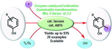 Graphical abstract: Efficient and sustainable laccase-catalyzed iodination of p-substituted phenols using KI as iodine source and aerial O2 as oxidant