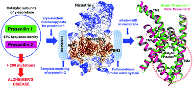 Graphical abstract: Structure and dynamics of γ-secretase with presenilin 2 compared to presenilin 1