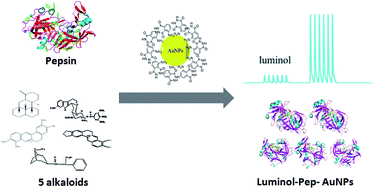 Graphical abstract: The interaction mechanism between alkaloids and pepsin based on lum-AuNPs in the chemiluminescence analysis