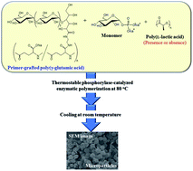 Graphical abstract: Formation of microparticles from amylose-grafted poly(γ-glutamic acid) networks obtained by thermostable phosphorylase-catalyzed enzymatic polymerization