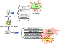 Graphical abstract: Processing milk causes the formation of protein oxidation products which impair spatial learning and memory in rats