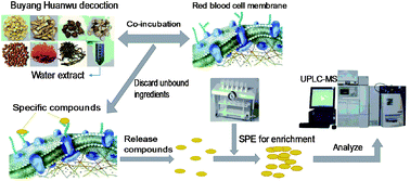 Graphical abstract: Erythrocyte membrane affinity chromatography, solid-phase extraction and UPLC-QTOF-MS/MS to screen active ingredients of Buyang Huanwu decoction