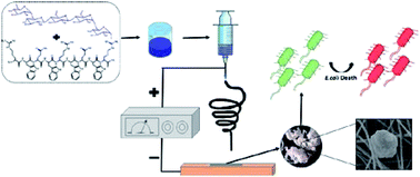 Graphical abstract: Pullulan nanofibers containing the antimicrobial palindromic peptide LfcinB (21–25)Pal obtained via electrospinning