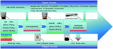 Graphical abstract: Efficient production of coenzyme Q10 from acid hydrolysate of sweet sorghum juice by Rhodobacter sphaeroides