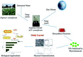 Graphical abstract: Optical, morphological and biological analysis of zinc oxide nanoparticles (ZnO NPs) using ******* somniferum L.
