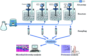Graphical abstract: Microbial diversity and metaproteomic analysis of activated sludge responses to naphthalene and anthracene exposure