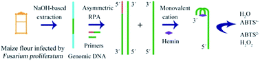 Graphical abstract: Visual detection of Fusarium proliferatum based on asymmetric recombinase polymerase amplification and hemin/G-quadruplex DNAzyme