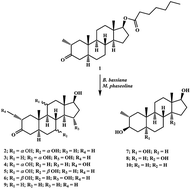 Graphical abstract: Seven new metabolites of drostanolone heptanoate by using Beauveria bassiana, and Macrophomina phaseolina cell suspension cultures