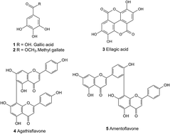 Graphical abstract: Evaluation of anti-inflammatory, antinociceptive and biological activities of Cenostigma macrophyllum standardized extracts and determination and quantification of the main metabolites