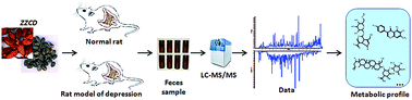 Graphical abstract: Metabolic profile analysis of Zhi-zi-chi decoction in feces of normal and chronic unpredictable mild stress-induced depression rats based on UHPLC-ESI-Q-TOF-MS/MS and multiple analytical strategies