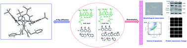 Graphical abstract: Preparation and in vitro bioactivity evaluation of N-heterocyclic-linked dihomooxacalix[4]arene derivatives