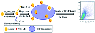 Graphical abstract: CdSe quantum dots labeled Staphylococcus aureus for research studies of THP-1 derived macrophage phagocytic behavior