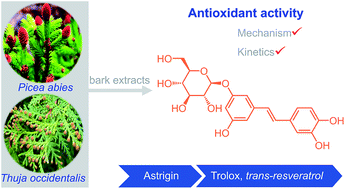 Graphical abstract: A theoretical study of the radical scavenging activity of natural stilbenes