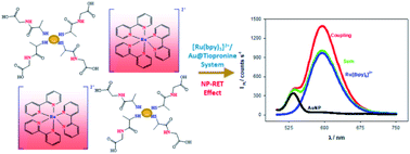 Graphical abstract: Measuring nanoparticle-induced resonance energy transfer effect by electrogenerated chemiluminescent reactions