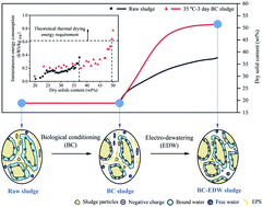 Graphical abstract: Enhancement of sludge electro-dewaterability during biological conditioning