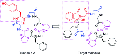 Graphical abstract: Photo-induced synthesis, structure and in vitro bioactivity of a natural cyclic peptide Yunnanin A analog