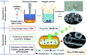 Graphical abstract: A novel nanoparticle loaded with methyl caffeate and caffeic acid phenethyl ester against Ralstonia solanacearum—a plant pathogenic bacteria