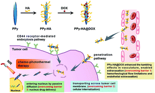 Graphical abstract: PPy nanoneedle based nanoplatform capable of overcoming biological barriers for synergistic chemo-photothermal therapy