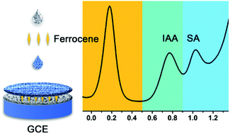 Graphical abstract: A multifunctional ratiometric electrochemical sensor for combined determination of indole-3-acetic acid and salicylic acid