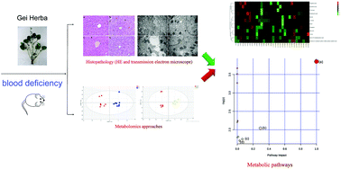 Graphical abstract: Protective effects of aqueous extract from Gei Herba on blood-deficiency mice: insights gained by a metabolomic approach