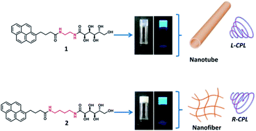 Graphical abstract: Self-assembly of pyrene-appended glucono gelators: spacer regulated morphological change and inversion of circularly polarized luminescence