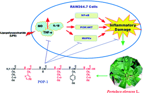 Graphical abstract: Amino acid sequences characterization and anti-inflammatory potency evaluation of Portulaca oleracea L. oligopeptides in macrophages