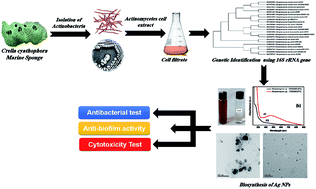 Graphical abstract: Antibiofilm, antimicrobial and cytotoxic activity of extracellular green-synthesized silver nanoparticles by two marine-derived actinomycete