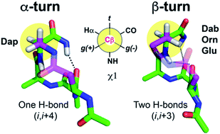 Graphical abstract: Twists or turns: stabilising alpha vs. beta turns in tetrapeptides