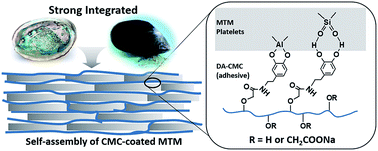Graphical abstract: Bioinspired self-assembled films of carboxymethyl cellulose–dopamine/montmorillonite