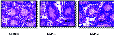 Graphical abstract: Novel evaluation of sevoflurane anesthetic exposure on the testicular germ cells of neonatal male mice